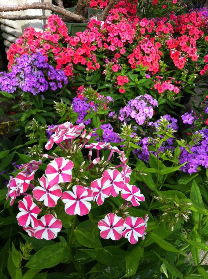 News & Events from Greentree Garden Center & Landscaping in Manahawkin GreenTree Garden Center